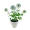 Assorted Micro Plant, 1pc. by Ashland®
